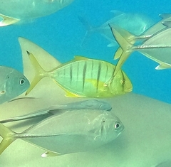 Gnathanodon speciosus