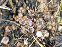 Utricularia caerulea