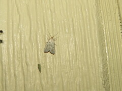 Hypenodes fractilinea