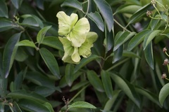 Callaeum macropterum