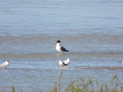 Ichthyaetus ichthyaetus