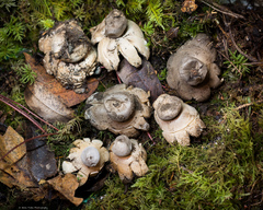 Geastrum hieronymi
