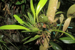 Masdevallia campyloglossa