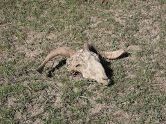 Ovis aries
