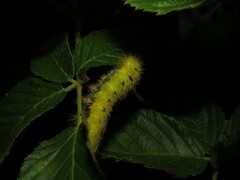 Apatelodes torrefacta