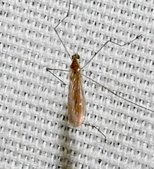 Gonomyia