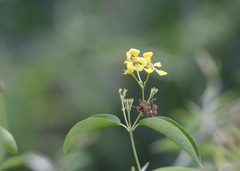 Callaeum macropterum