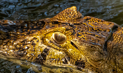 Caiman latirostris