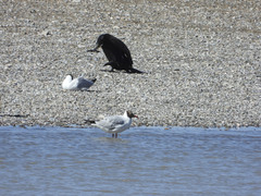 Chroicocephalus brunnicephalus