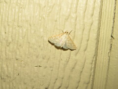 Paracorsia repandalis