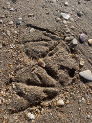 Pelecanus occidentalis