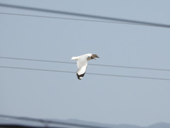 Chroicocephalus brunnicephalus