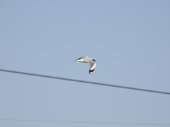 Chroicocephalus brunnicephalus