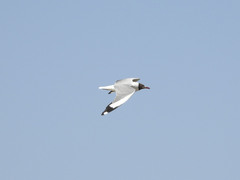 Chroicocephalus brunnicephalus