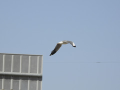 Chroicocephalus brunnicephalus