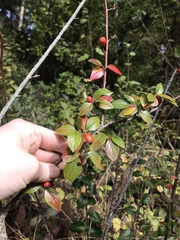 Cotoneaster simonsii