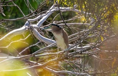 Nycticorax caledonicus