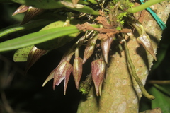 Masdevallia campyloglossa