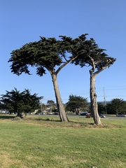 Cupressus macrocarpa