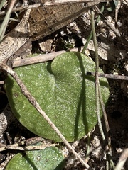 Cyrtostylis reniformis