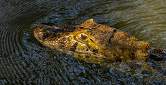 Caiman latirostris