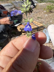 Salvia prunelloides