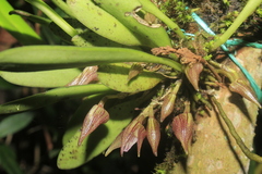 Masdevallia campyloglossa