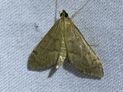 Anania mysippusalis