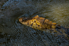Caiman latirostris