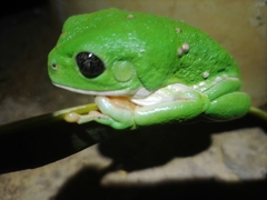 Agalychnis dacnicolor