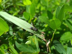 Sphiximorpha barbipes