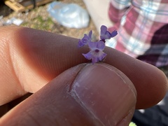 Verbenaceae