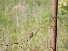 Linaria flavirostris