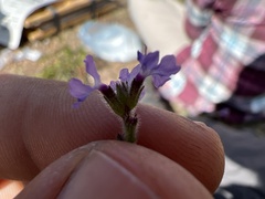 Verbenaceae