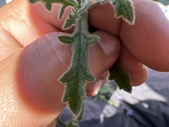 Verbenaceae