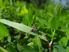 Sphiximorpha barbipes