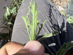Verbenaceae