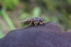 Tabanus sudeticus