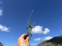 Verbenaceae