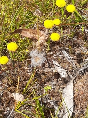 Leptorhynchos squamatus