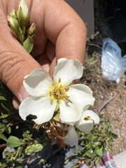 Lindleya mespiloides