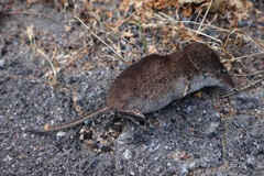Sorex minutus