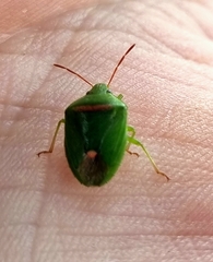 Ocirrhoe unimaculata