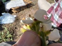 Lindleya mespiloides