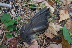 Turdus philomelos philomelos