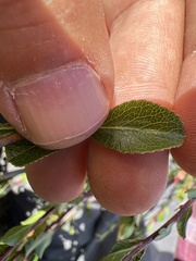 Lindleya mespiloides