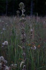 Campanula cervicaria