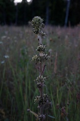 Campanula cervicaria