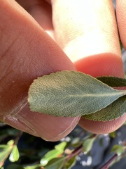 Lindleya mespiloides