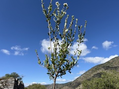 Lindleya mespiloides